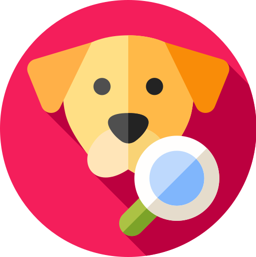 solution chien fugueur